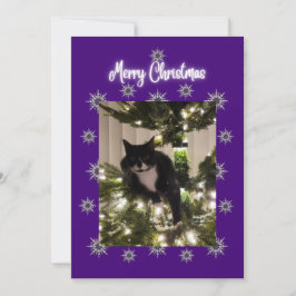 Julkort med katterskjorta katt på trädet.