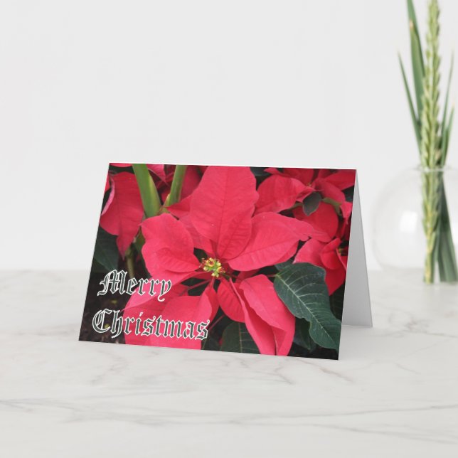 Julkort med Poinsettias och Merry Christma Helgkort (Framsida)