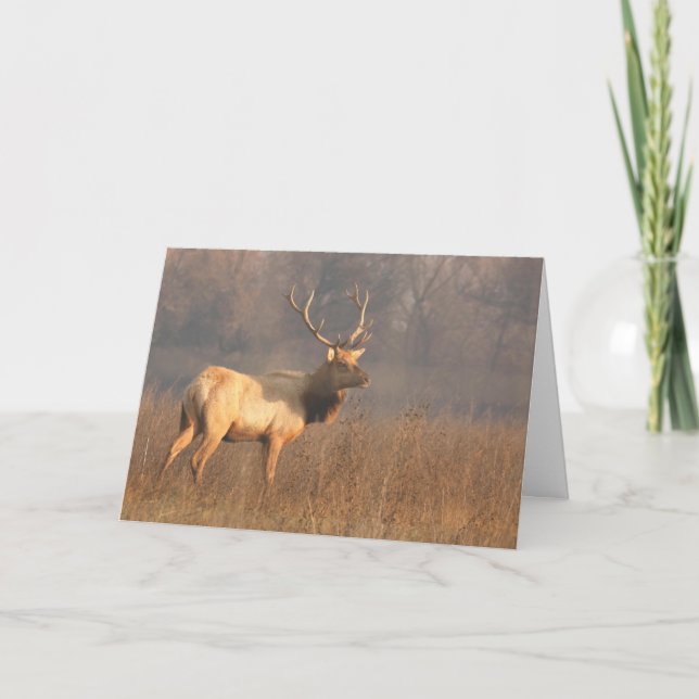 Julkort med Tule-elk Kort (Framsida)