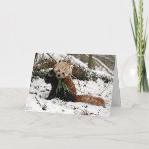 Julkort - röd Panda 5 Helgkort