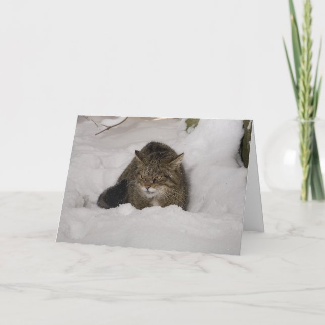 Julkort - Scottish wildcat Helgkort (Framsida)