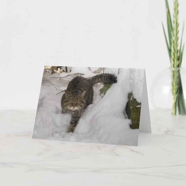 Julkort - skotsk vildkatt 4 helgkort (Framsida)