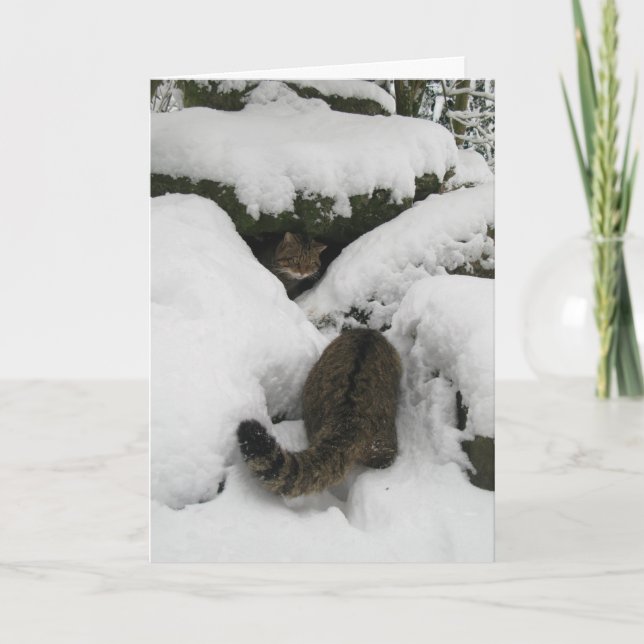 Julkort - skotsk vildkatt 7 helgkort (Framsida)