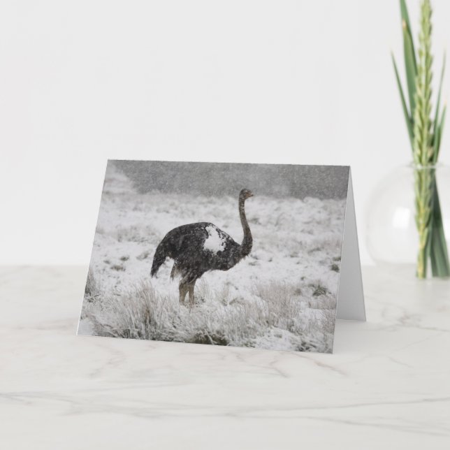 Julkort - strutch helgkort (Framsida)