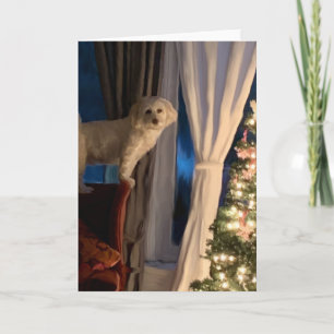 Julkort - Väntar på Santa Tassar Kort