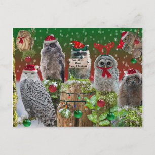 Julkritikerna Uggla och Raccoon Helg Vykort