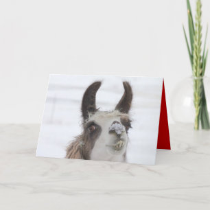 JulLlama med snö på näsan för helgdagar Helgkort