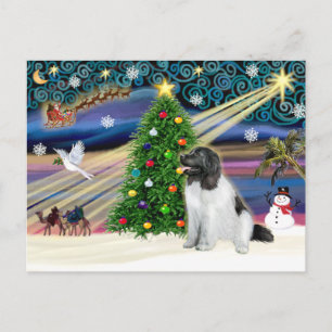 Julmagiska Newfoundland (Landseer) Helg Vykort