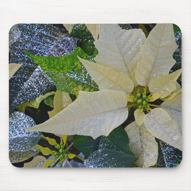 Julpoinsettia Musmatta (Framsidan)