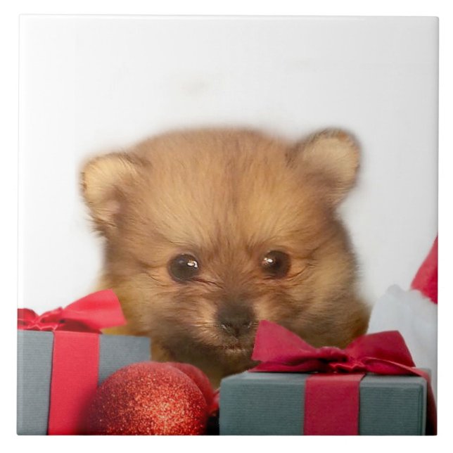 JulPomeranian valp Kakelplatta (Framsidan)