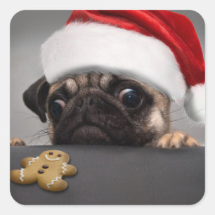 Julpug Fyrkantigt Klistermärke