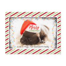 Julpug i Santa Hat med Ljus jul