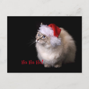 JulRagdoll katt Helg Vykort