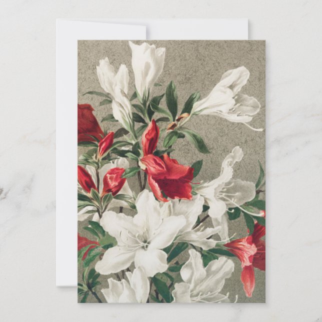 Julröda och vita äppelblomsterblommor julkort (Framsida)