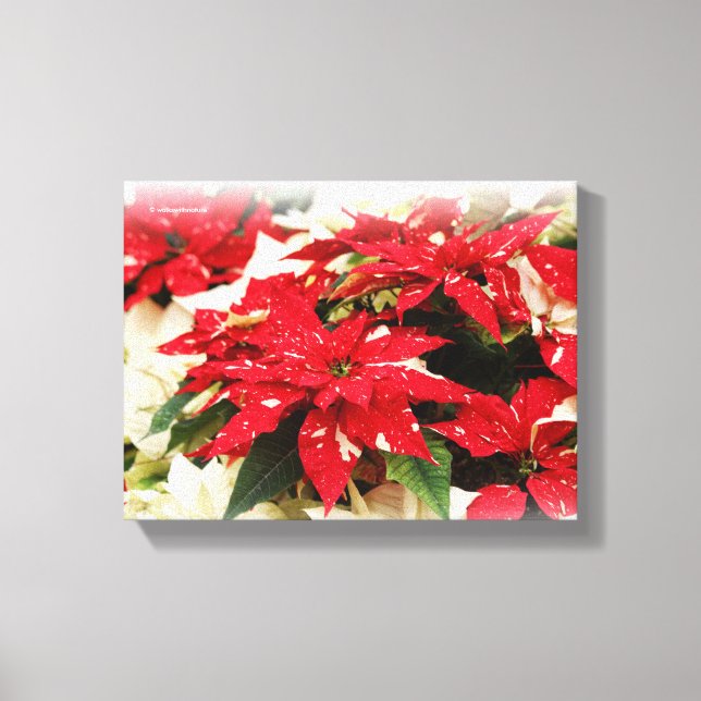 Julröda vita blommande poinsettiaor canvastryck (Framsida)