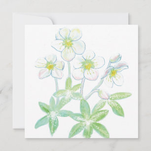 Julros, Helleborus niger Kort