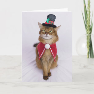 JulSångare Somalisk Katt Kort
