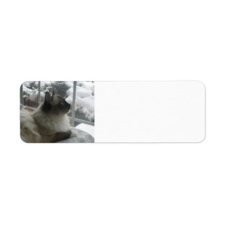Julscenen Ragdoll Himalayan Cat Kattunge Snö Returadress Etikett