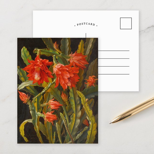 Julskaktus |  Christian Möllback Vykort (Skapare uppladdad)