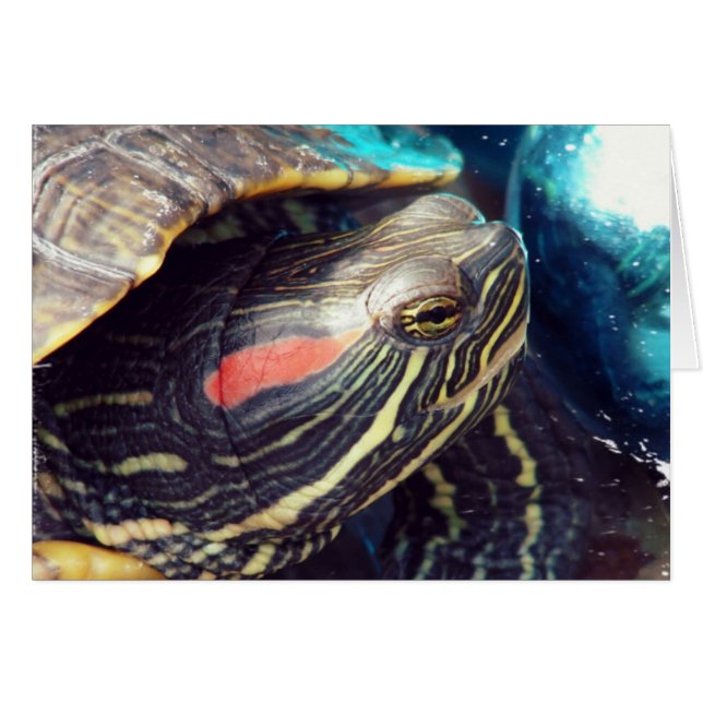 Julsköldpadda Hälsningskort (Framsidan Horizontal)