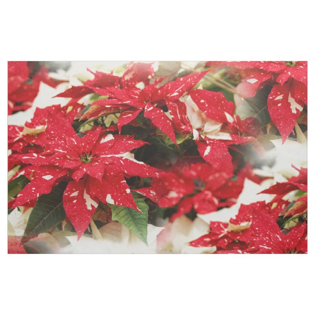 Julstämda röda vita blommande julstjärnor tyg (Fat Quarter)
