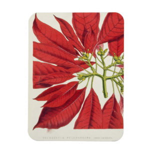 Julstjärna Pulcherrima (färglithoen) Magnet