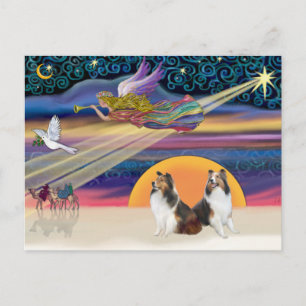 Julstjärna - Två Shelties Helg Vykort