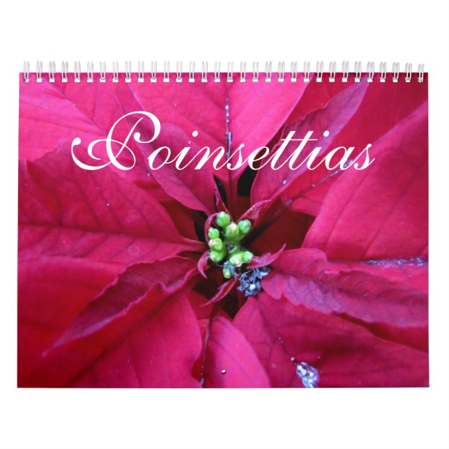 Julstjärnakalender Kalender (Omslag)