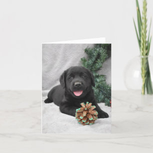 Julsvart labrador Retriever-valp Tack Kort