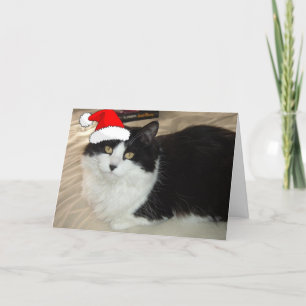 Julsvart och vit katt helgkort