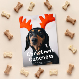 Julturen Pet Hund Cat Photo White Type Julkort