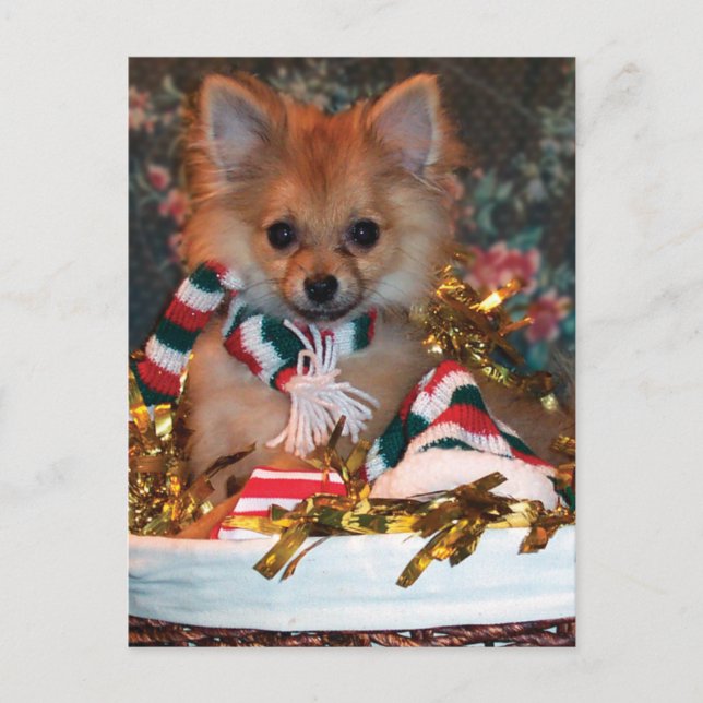 Julvalp Helg Vykort (Framsida)