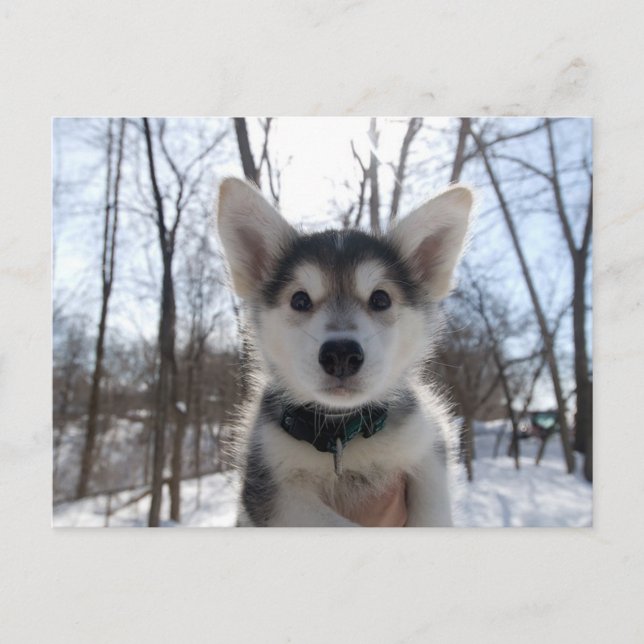 Julvalp Helg Vykort (Framsida)