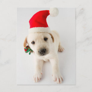 Julvalp - Porträtt i Cute Labrador Helg Vykort