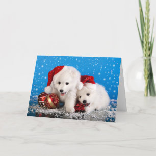 Julvalpar White Pomeranian Spitz Helgkort