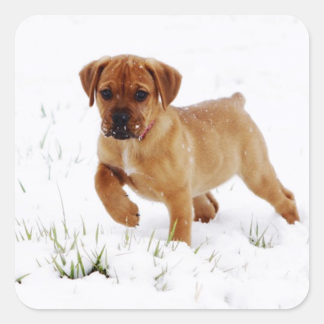 Julvinter Puppy Fyrkantigt Klistermärke (Framsida)