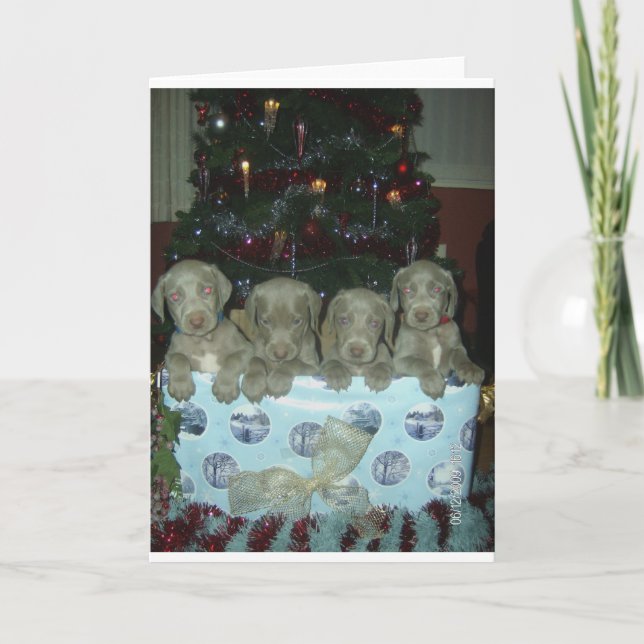 JulWeimaraner valpar Helgkort (Framsida)
