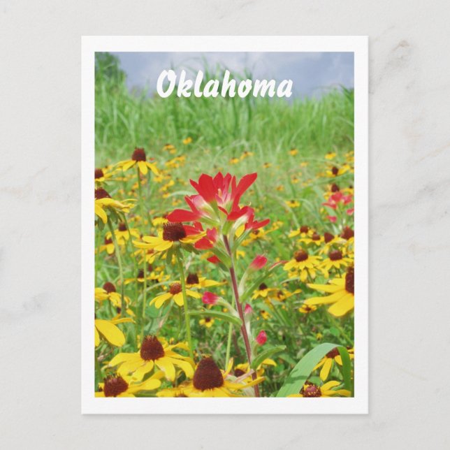 July2007 indian paintbursh, Oklahoma Vykort (Framsida)