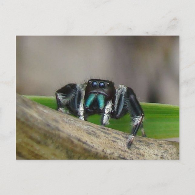 Jumpande Jack! Vykort (Framsida)