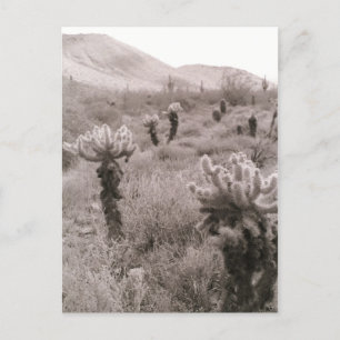 Jumping Cholla Cactus Desert B&W-fotovykort Vykort