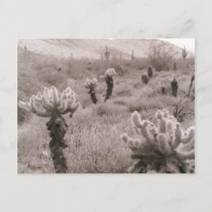 Jumping Cholla Cactus Desert B&W-fotovykort Vykort