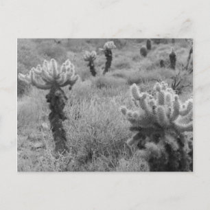 Jumping Cholla Cactus Desert B&W-fotovykort Vykort