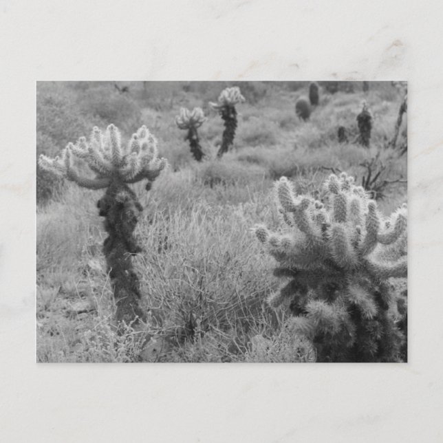 Jumping Cholla Cactus Desert B&W-fotovykort Vykort (Framsida)