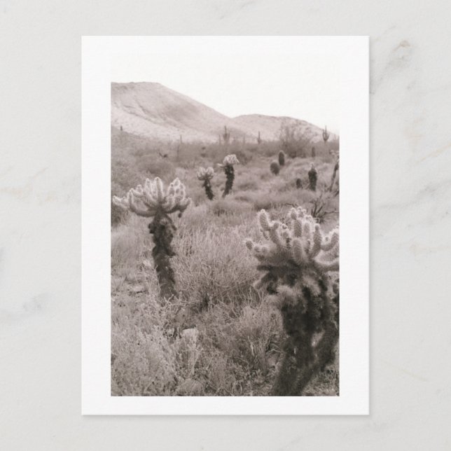Jumping Cholla Cactus Desert B&W-fotovykort Vykort (Framsida)