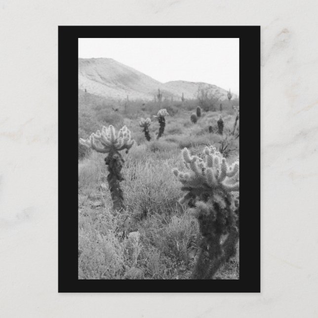 Jumping Cholla Cactus Desert B&W Photo Postcard Vykort (Framsida)