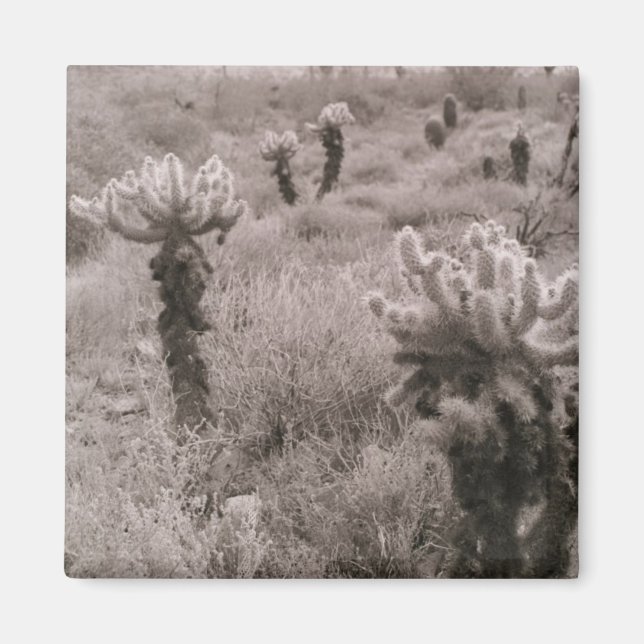 Jumping Cholla Cactus Desert Refrigerator Magnet (Framsidan)