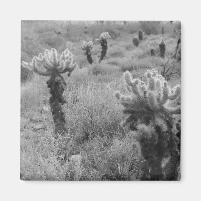 Jumping Cholla Cactus Desert Refrigerator Magnets Magnet (Framsidan)