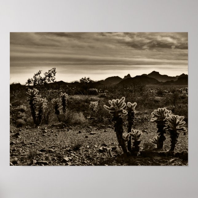 Jumping Cholla Cactus Poster (Framsidan)