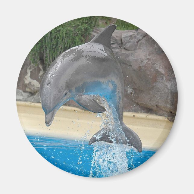 Jumping Dolphin Magnet (Framsidan)