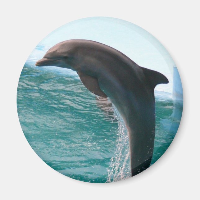 Jumping Dolphin Magnet (Framsidan)